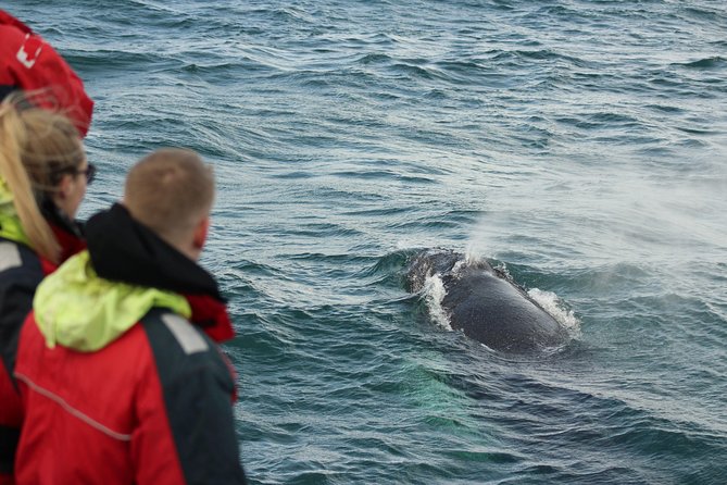 Winter Whale Watching & Northern Lights Cruise Combo From Reykjavik - Last Words