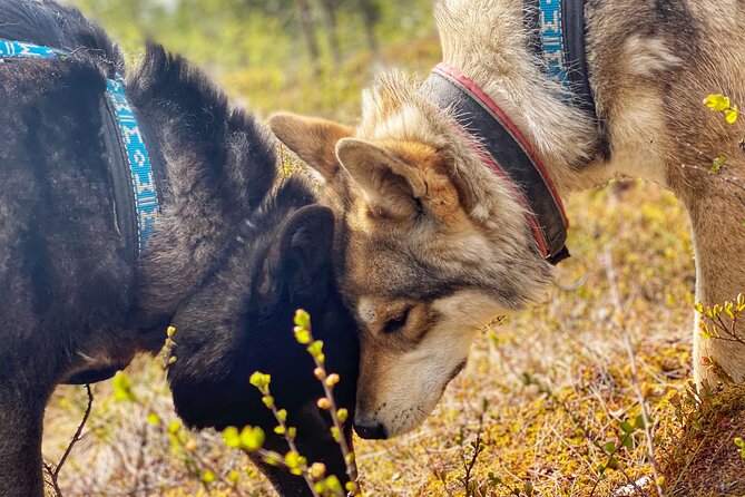 Wolfdog Farm Visit in the Arctic Wilderness (Mar ) - Last Words