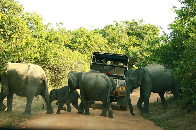 Yala National Park Safari Tour - 2 Nights 3 Days - Customer Reviews