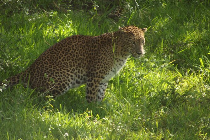 Yala National Park Special Leopard Safari Tour - Contact Information