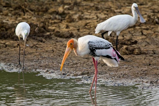 Yala Safari From Hambantota Port (Shore Excursion) by BTM - Common questions