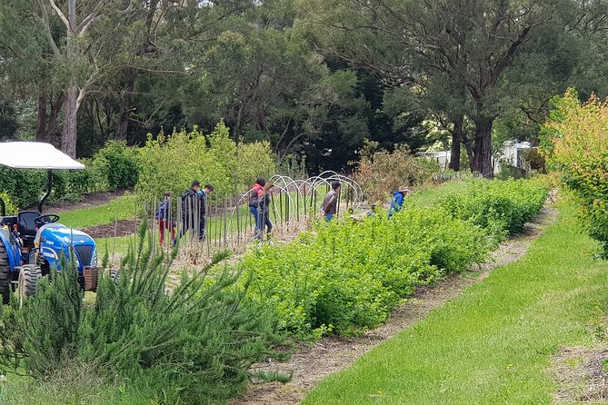 Yarra Valley Wineries and Rayners Orchard Tour From Melbourne - Last Words