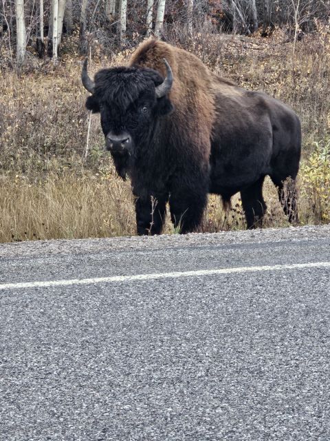 Yellowknife: Bison Highway Road Tour - Common questions