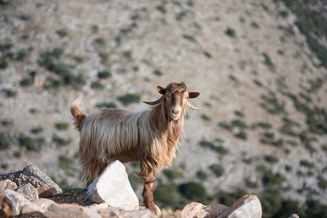 Zeus Cave-Olive Oil Factory-Old Villages- From Elounda . - Cancellation Policy