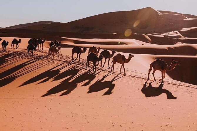 8-Day Desert Tour: Discover the Beauty and Thrill of the Dunes - Tour Overview