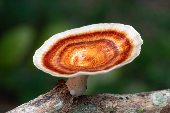 2-Hour Mushroom Photography Activity in Cairns Botanic Gardens - Common questions