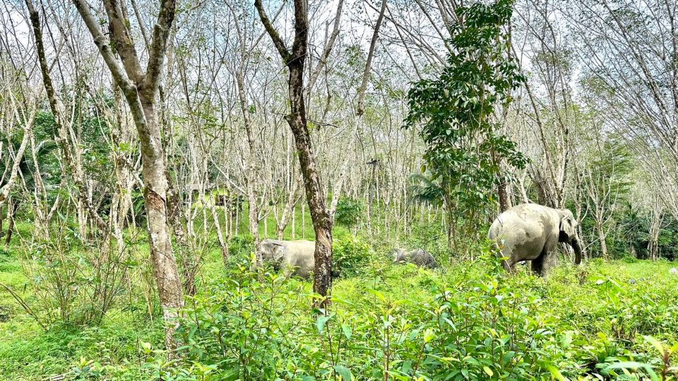 2 Hours-Early Bird Guide Tour in Khao Lak Elephant Sanctuary - Common questions