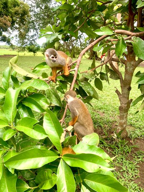 3-Day All Inclusive Guided Jungle Tour From Iquitos - Last Words