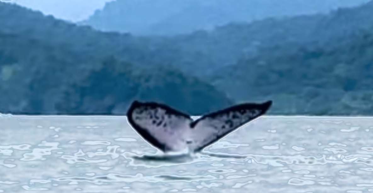4 Days Adventure; Medellin to Nuqui- Whales!!! - Safety Measures and Regulations
