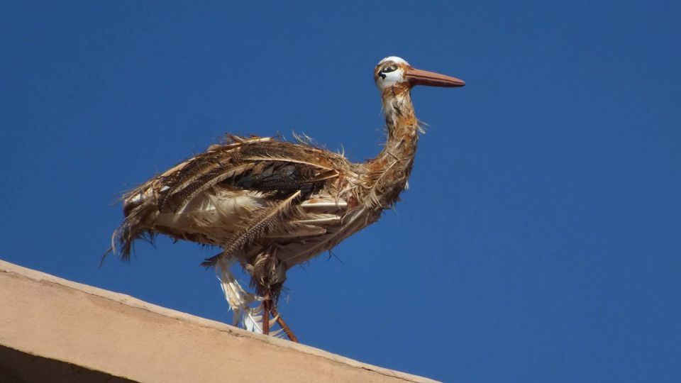 Agadir: Paradise Valley Camel Ride W/Meal in an Old Kasbah - Common questions