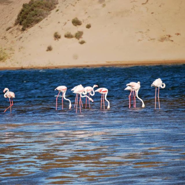 Agadir: Sunset Camel Ride With BBQ and Couscous - Common questions