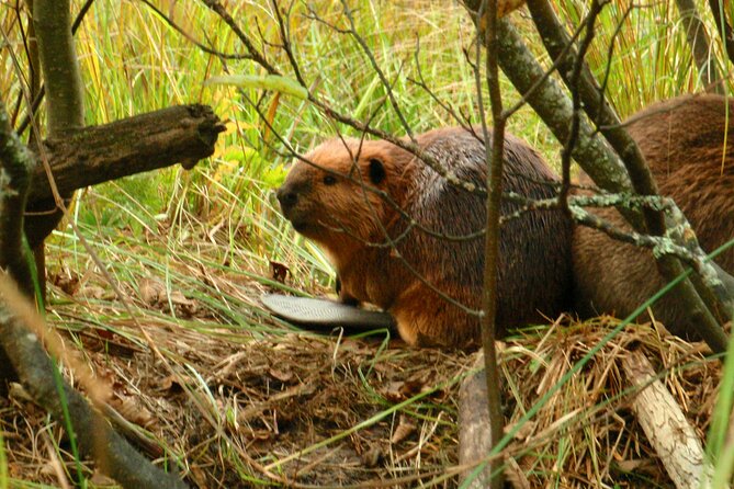 Algonquin Park 4-Day Luxury Moose/Beaver/Turtle Camping & Canoeing Adventure - Last Words