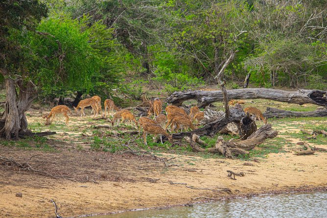 All Inclusive Yala National Park Jeep Safari From Colombo - Customer Reviews and Ratings