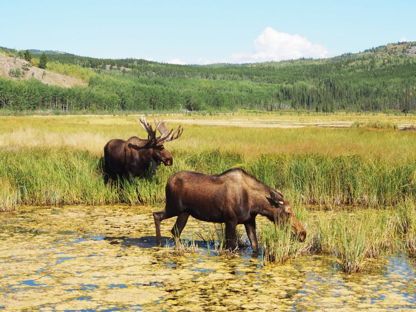 Arctic Day: Wildlife & Hot Springs Half Day - Additional Information