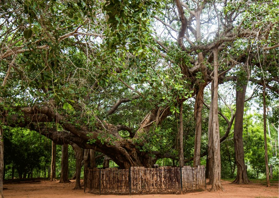 Auroville Guided Walking Tour - Immersive Cultural Experience