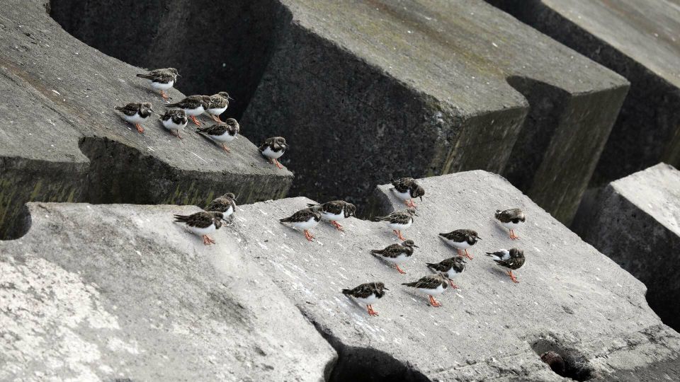 Azores Marine Birdwatching Expedition - Last Words