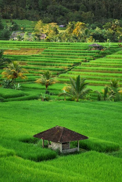 Bali Jatiluwih Rice Terrace and Tanah Lot Tours - Common questions