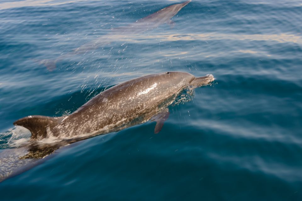 Benalmadena: Dolphin Watching Boat Tour - Additional Customer Insights and Feedback