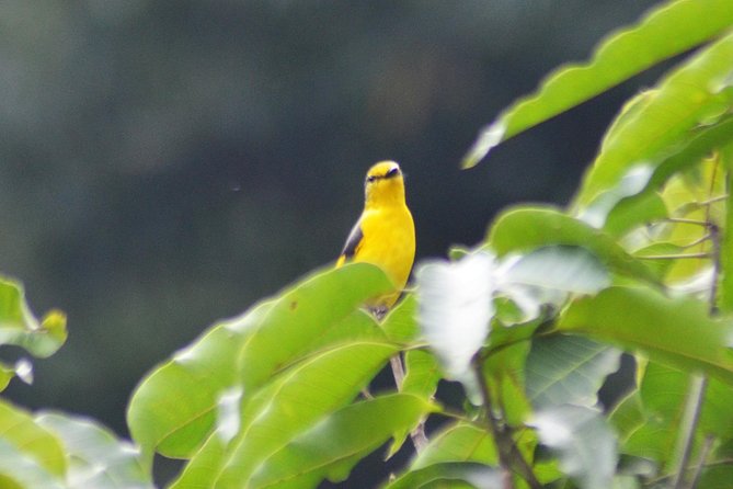 Bird Watching Doi Inthanon - Booking Process Clarification