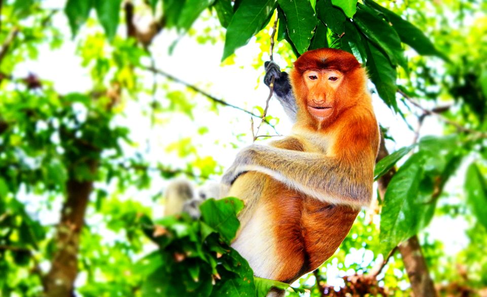 Bongawan Wetland: Proboscis Monkey and Fireflies Shared Tour - Last Words