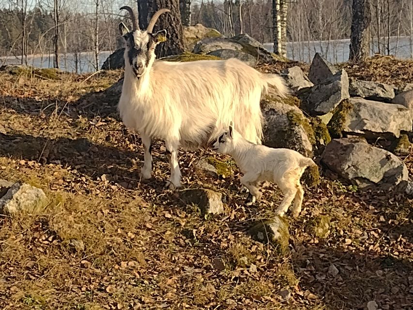 By Kyrkby: Short Bike Tour to the NP Färnebofjärden - Common questions