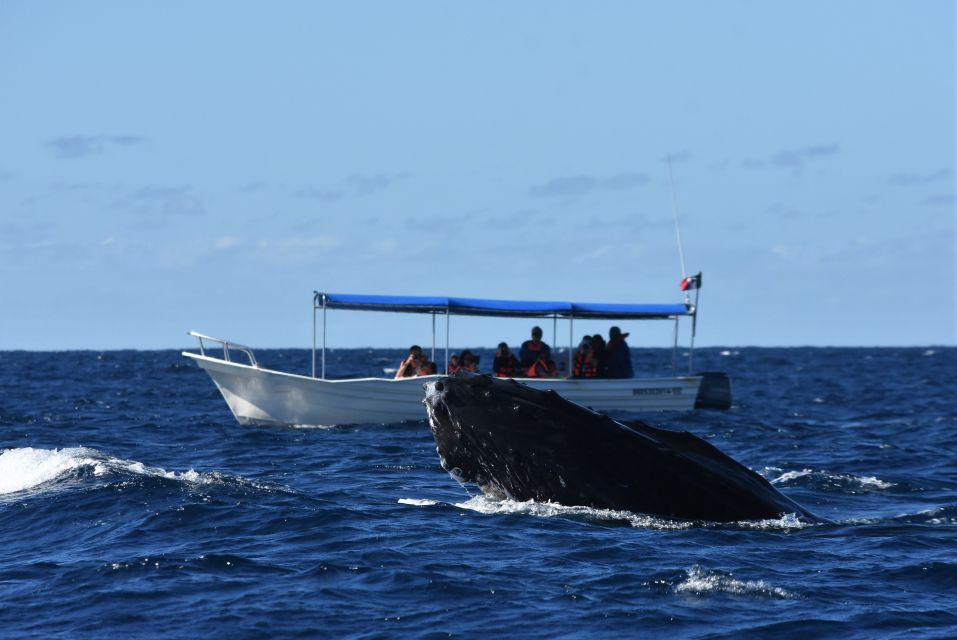 Cabo: 2-Hour Whale Watching Boat Ride With Free Pictures - Common questions