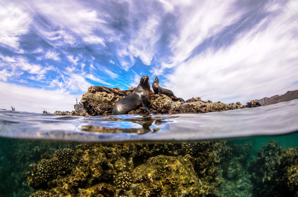 Cabo San Lucas: Cabo Pulmo Snorkeling Expedition - Natural Setting Experience