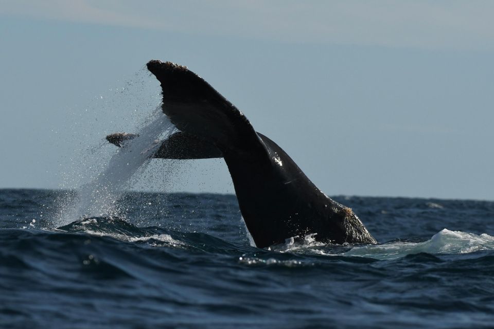 Cabo San Lucas: Up Close Whale Watching Small Group Tour - Last Words