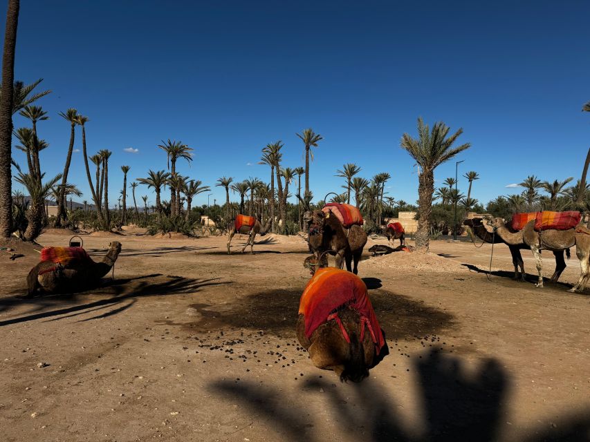 Camel Ride Marrakech With Lunch ( Local Restaurant) - Common questions