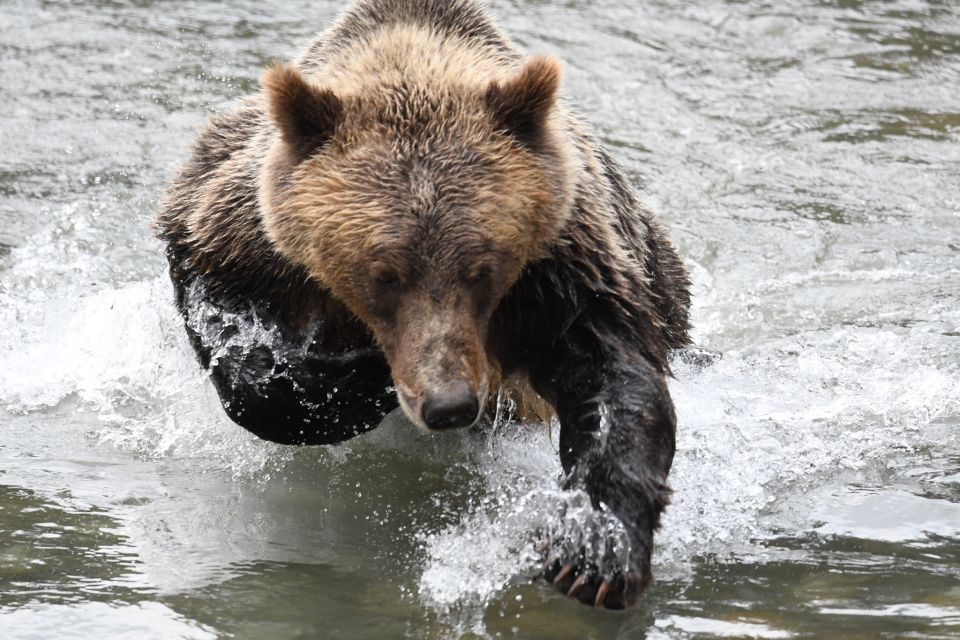 Campbell River: Grizzly Bear-Watching Tour With Lunch - Indigenous Cultural Experience