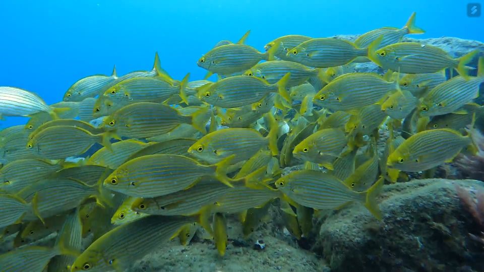 Caniço: Garajau Nature Reserve Guided Snorkeling Tour - Last Words