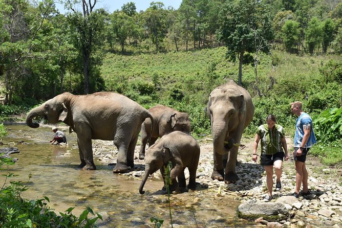 Care Pride Elephants: Full-Day Tour Experience - Common questions