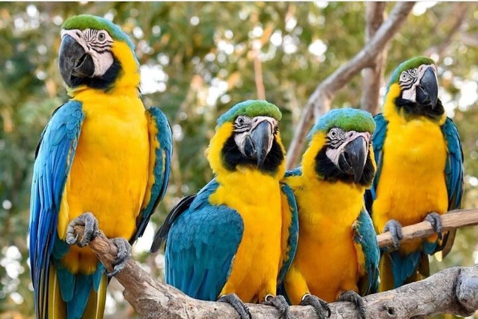 Cartagena: Barú Beach Tour With Optional Bird Aviary - Last Words