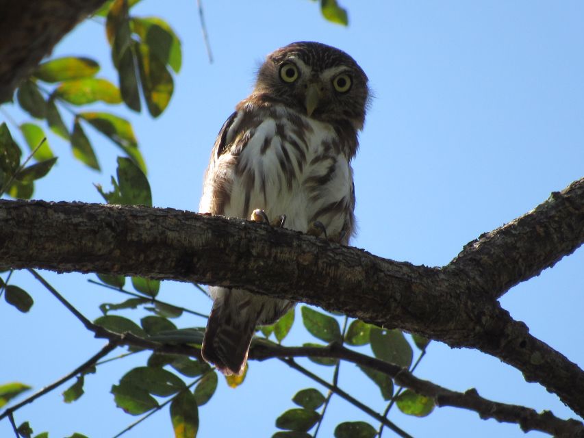 Cartagena: Private Bird-Watching Tour With Breakfast - Common questions