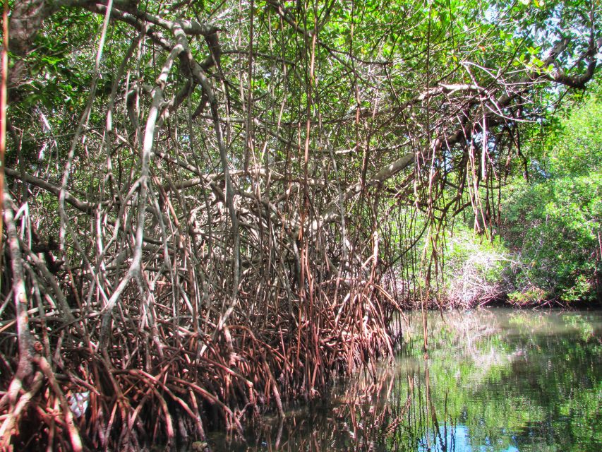 Cartagena: Rosario Island and Mangroves Private Day Trip - Common questions