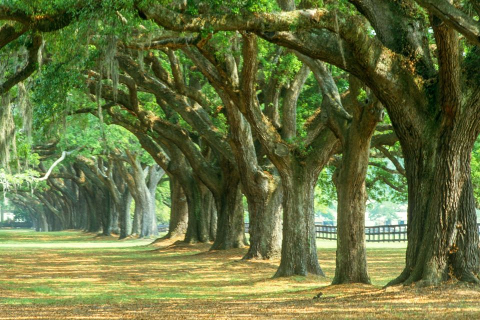 Charleston: Tour Pass With 15 Attractions - Middleton Place