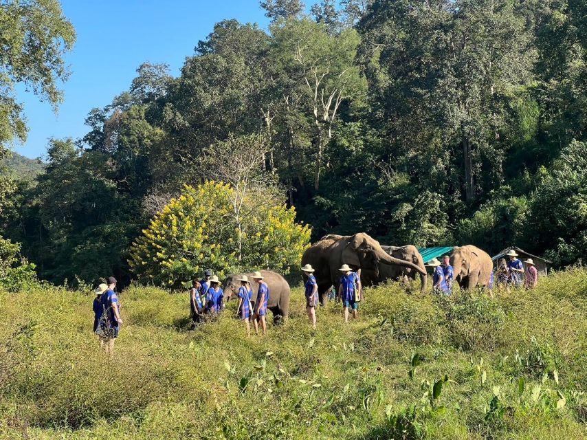 Chiang Mai: New Elephant Home Elephant Care Program - Visitor Feedback