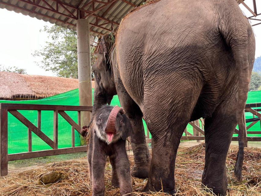 Chiang Mai: New Elephant Home Walking With Giants Tour - Booking Information