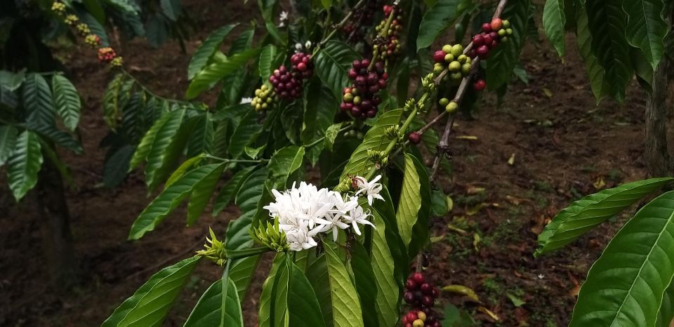 Coffee - Wine - Tea Da Lat's Agricultural Treasures Tour - Last Words