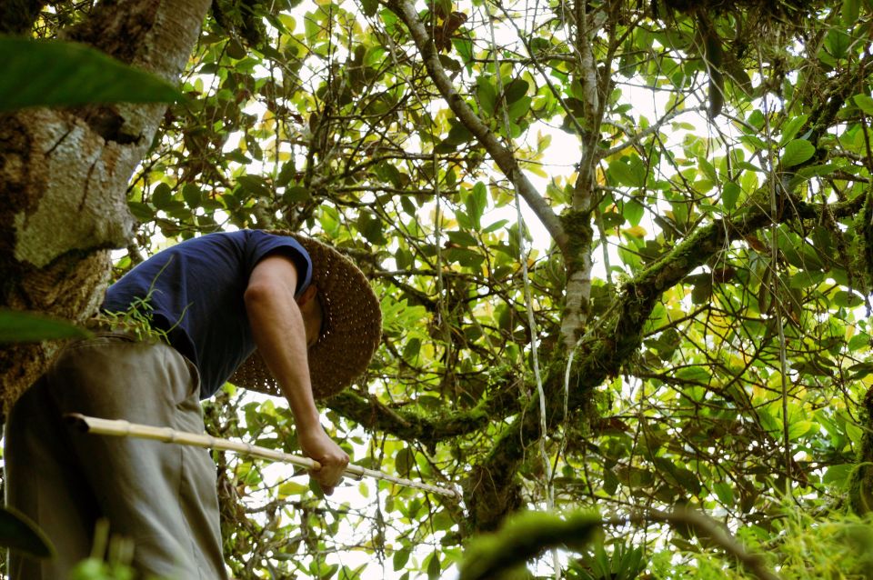 Colombia: Being a Collector of Wild Edible Plants - Contemplative Wild Edible Plants Gathering