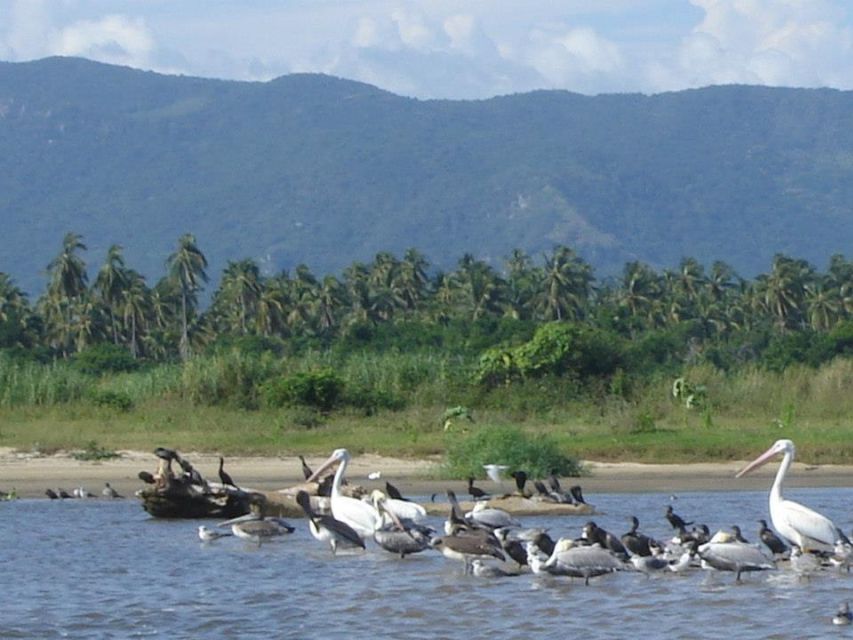 *Coyuca Lagoon Tour and Baby Turtle Release - Unique Experiences & Opportunities