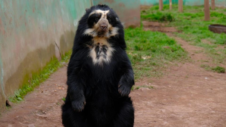Cusco: Sanctuary of Animals Rescued "Cochahuasi" - Visitor Tips and Recommendations