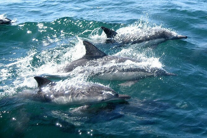 Dolphin Watching 2 Islands Tour - From Faro - Cancellation Policy