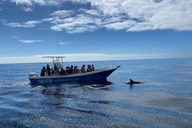 Dolphin Watching and Tour in the Arrábida Natural Park - Customer Reviews
