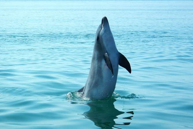 Dolphin Watching at the Arrabida (Lisbon Region) - Last Words