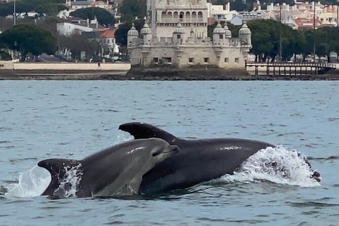 Dolphin Watching in Lisbon - Common questions