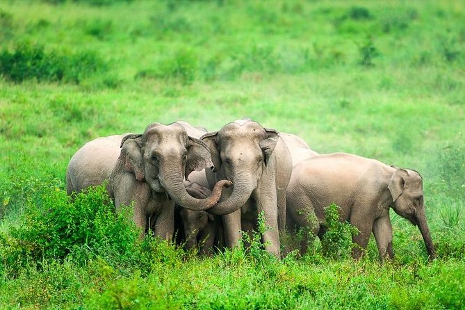 Elephant and Wildlife Watching in Kuiburi National Park - Private Afternoon Tour - Guide Expertise and Park Highlights