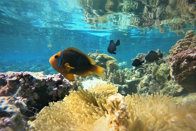 Enjoy Snorkeling With Our Multicolors Fishes in TAHAA FAMOUS CORAL GARDEN - Last Words