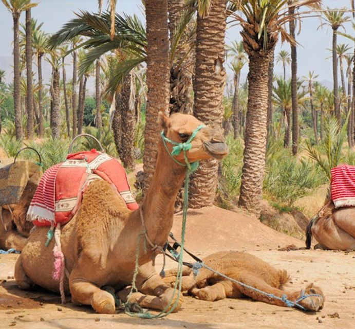Experience a Camel Tour Through Palm Oasis and Jbilat Desert - Last Words