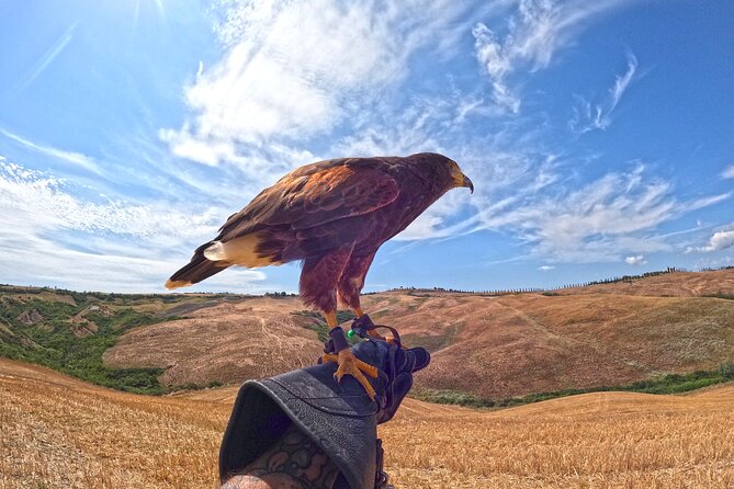 Falconry Experience in Tuscany - Common questions